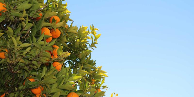 凯歌购破局之道:以海外直邮深耕家居个护赛道,掘金慢生活消费新蓝海