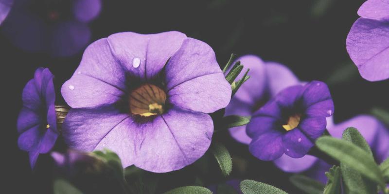 凯歌购跨境供应链金融深度解析：如何破解进口保健品海外直邮的资金困局